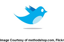 twitter bird