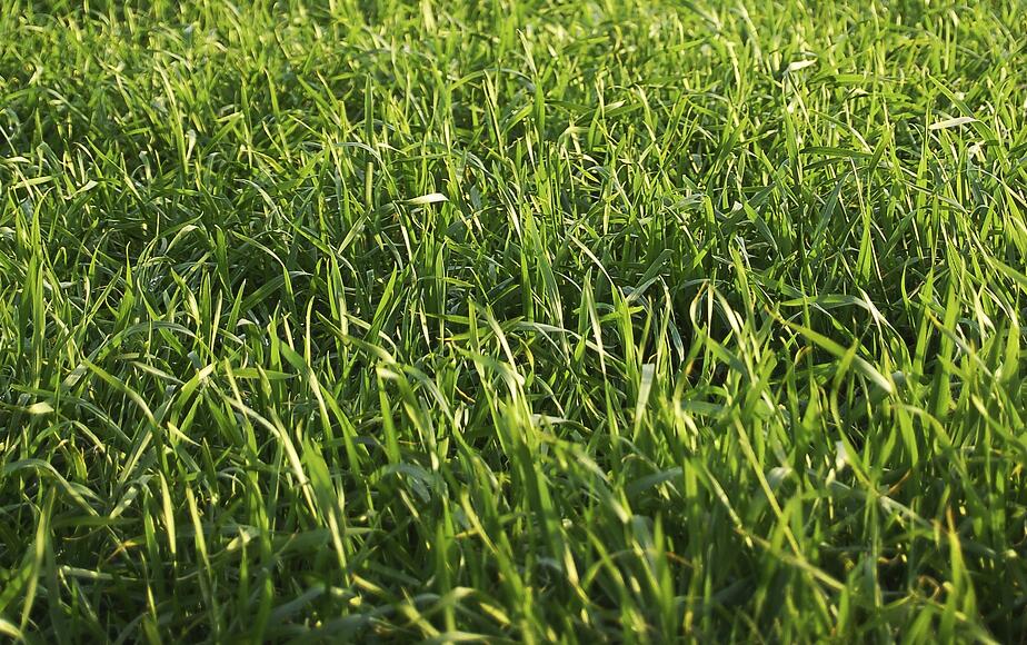 2015-green-benchmark-report-background
