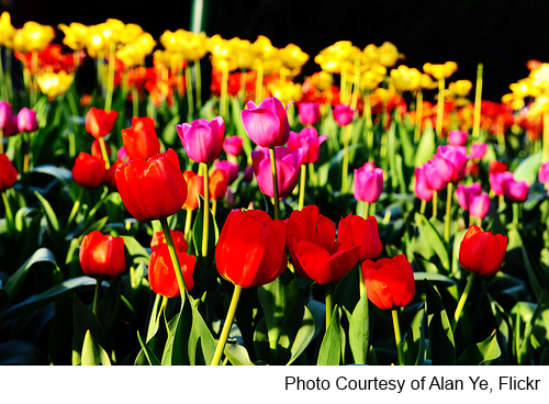 spring flowers