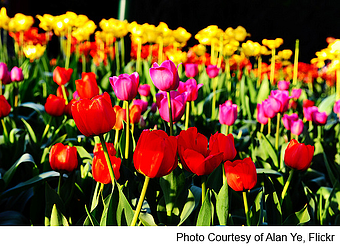 spring flowers
