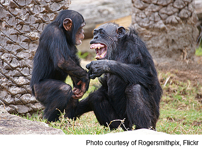 monkeys