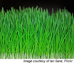 lawn care software